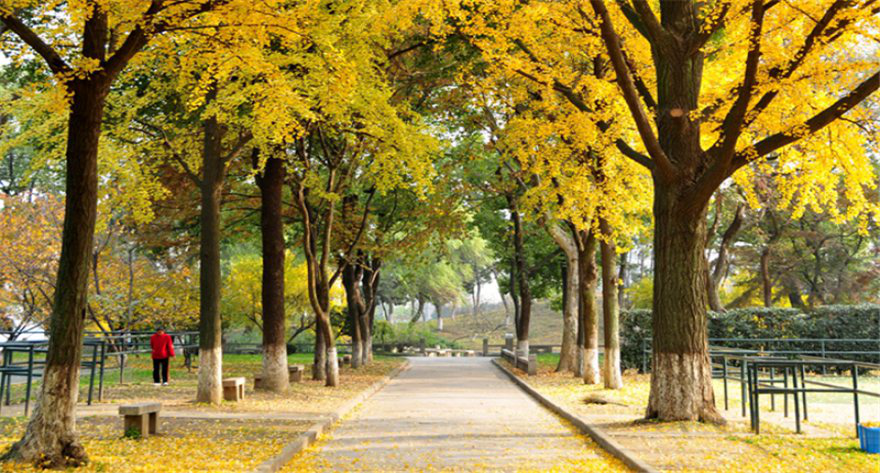 逻科斯考研：欢迎学子报考苏州大学研究生！