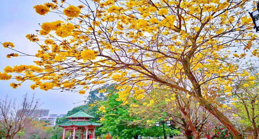 逻科斯考研：欢迎学子报考华南农业大学研究生！